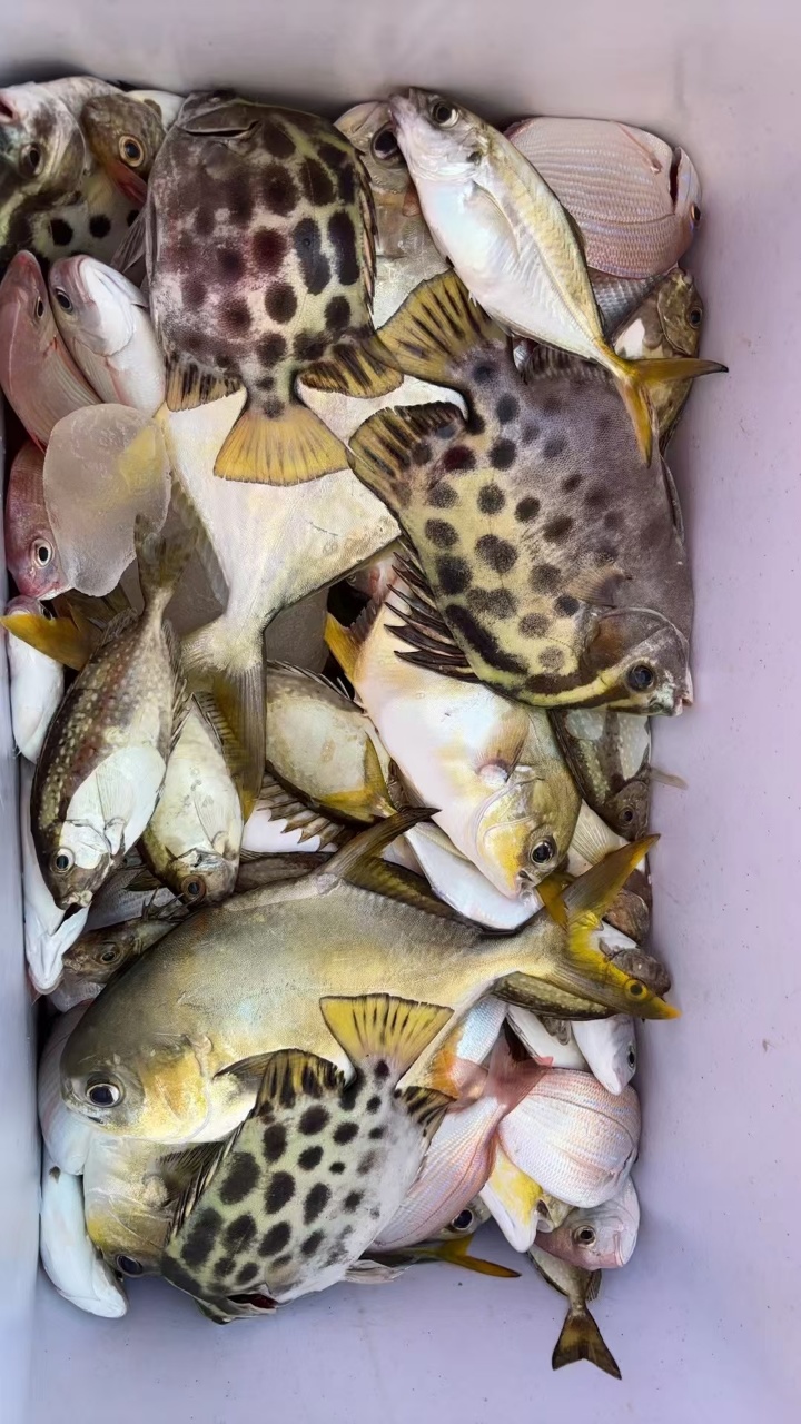 远海快艇船只