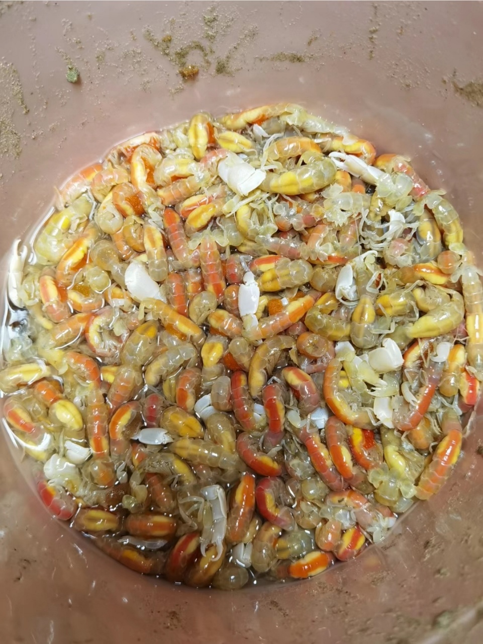北海精品赶海抽金虾收获实拍