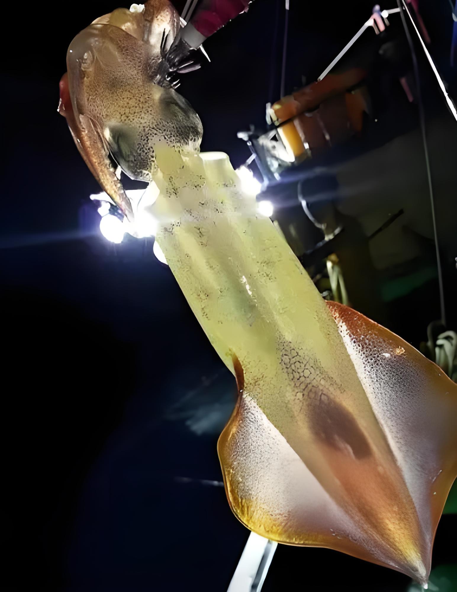 北海夜钓鱿鱼实拍