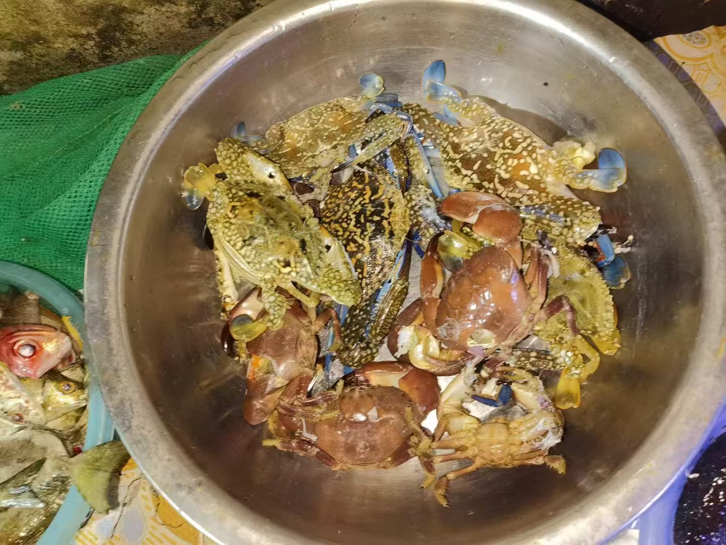涠洲岛赶海螃蟹贝类盆装收获