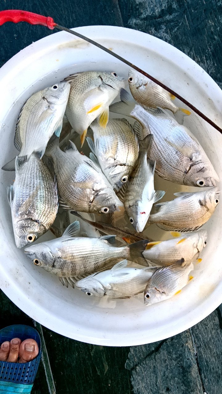 北海木船海钓桶装鱼获